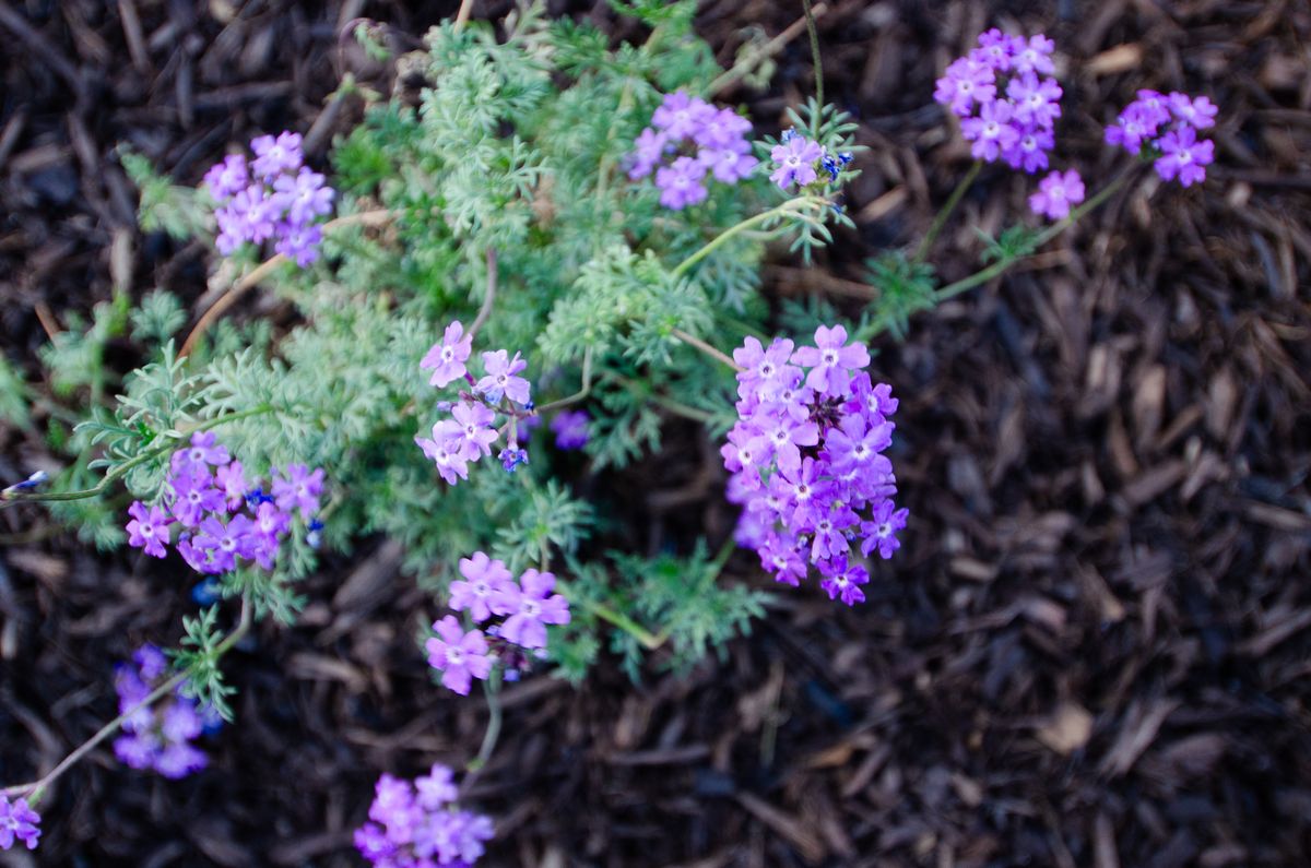 Lawn Maintenance for Citiscapes, LLC in Phoenix, AZ