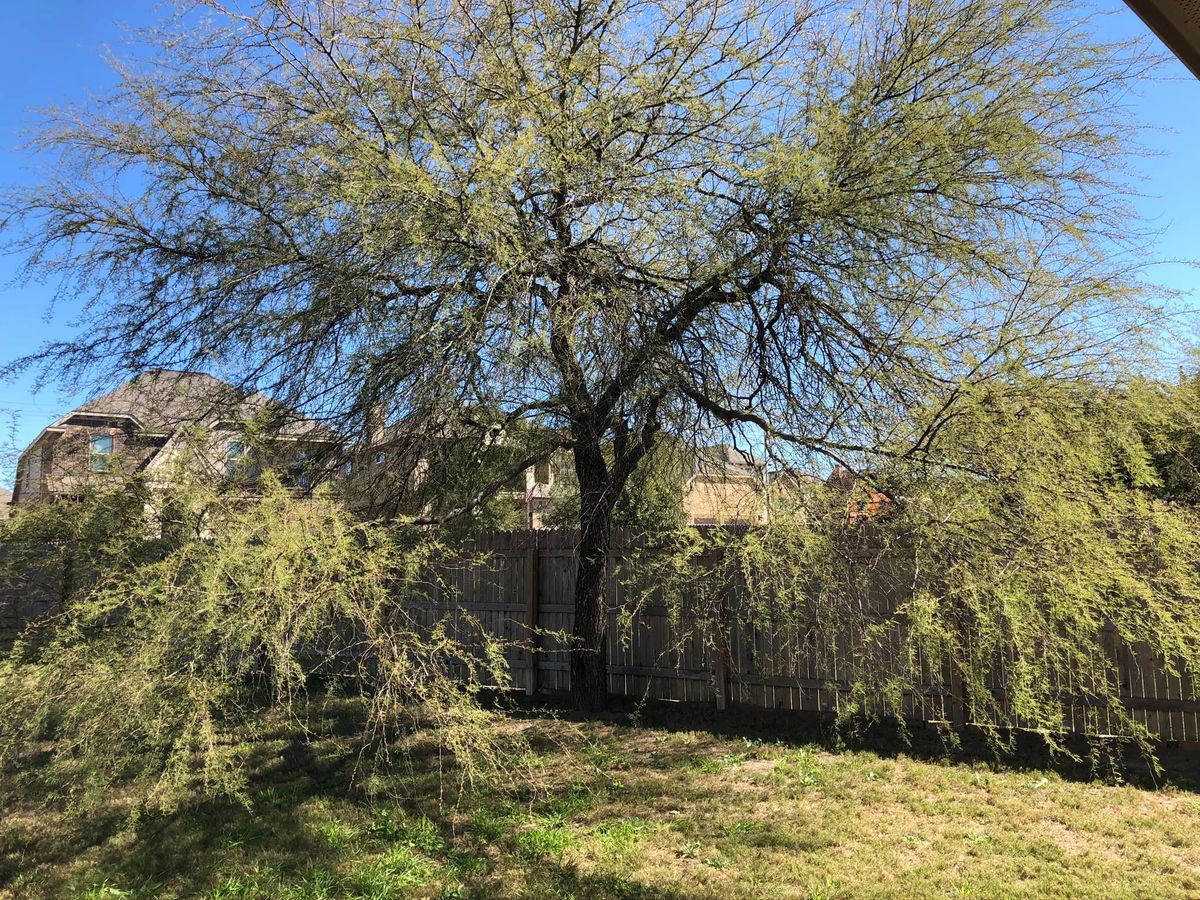 Tree Trimming for Neighborhood Lawn Care and Tree Service  in San Antonio, TX