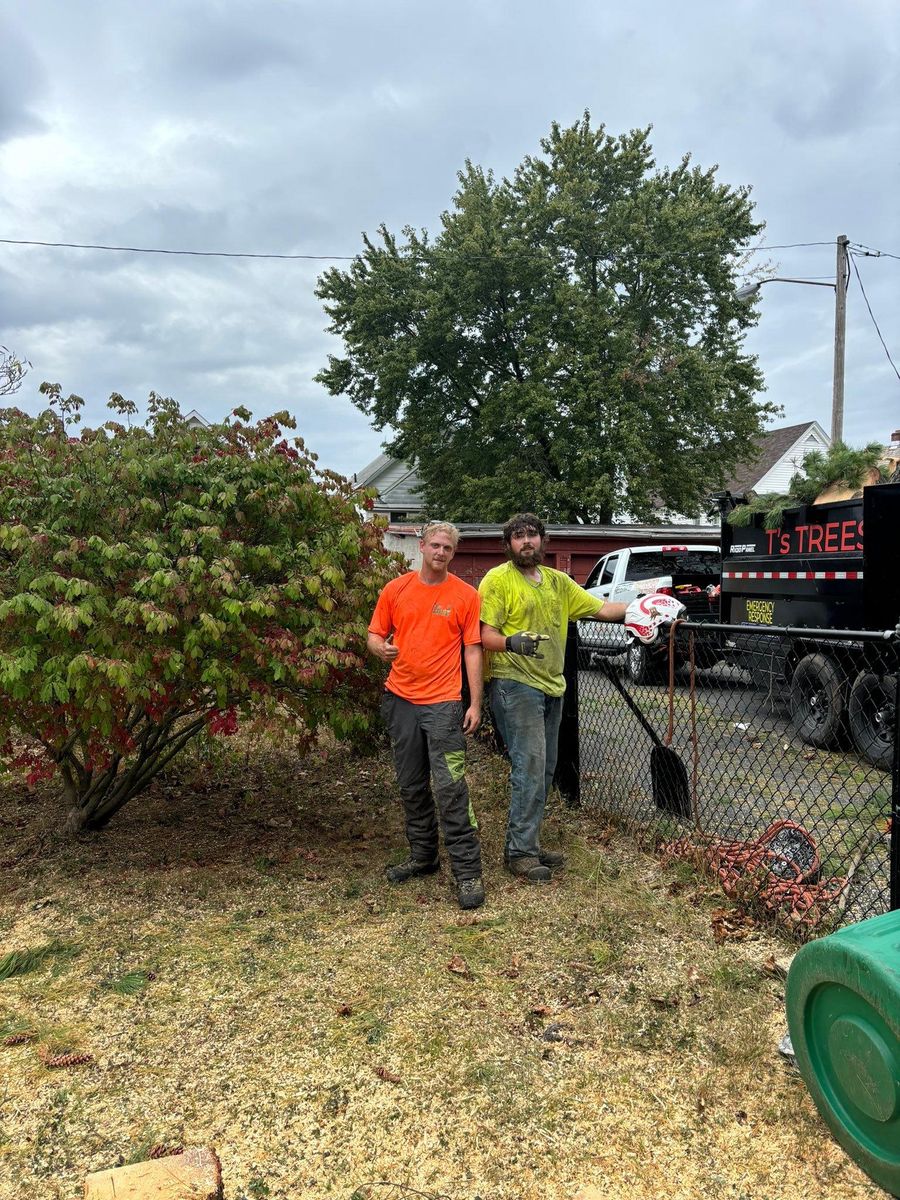 Tree Removal for T's Trees in Albany, NY