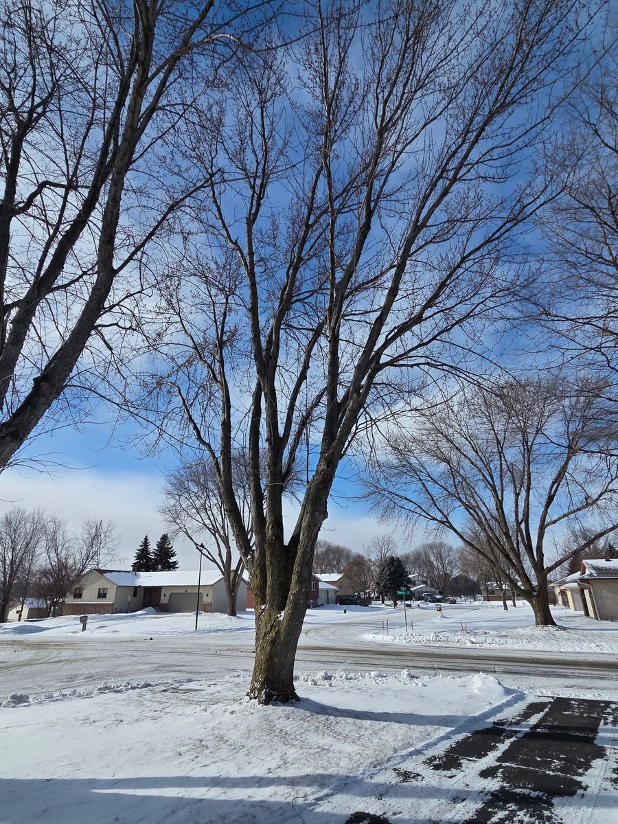 Tree Trimming for K and Z Tree Care in Isanti County, MN