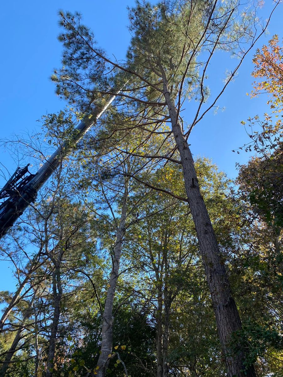 Tree Trimming for MTJ Tree Removal LLC in Zebulon, NC