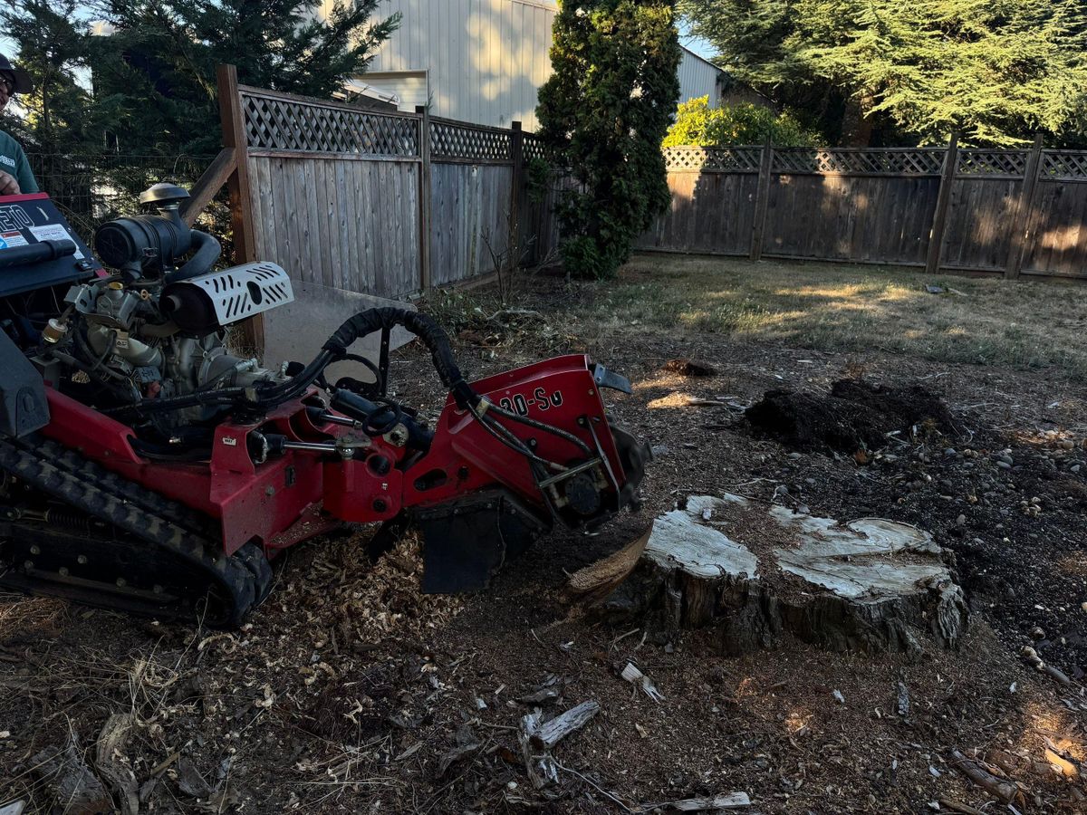 Tree Removals for Willamette Landscaping and Tree Services in Albany, OR