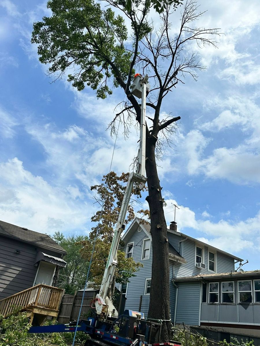 Tree Trimming for Cross Family Tree Service in Kearney, MO