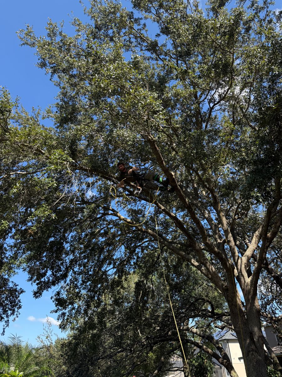 Tree Pruning for Amerigrown Tree And Lawn in Apopka, FL