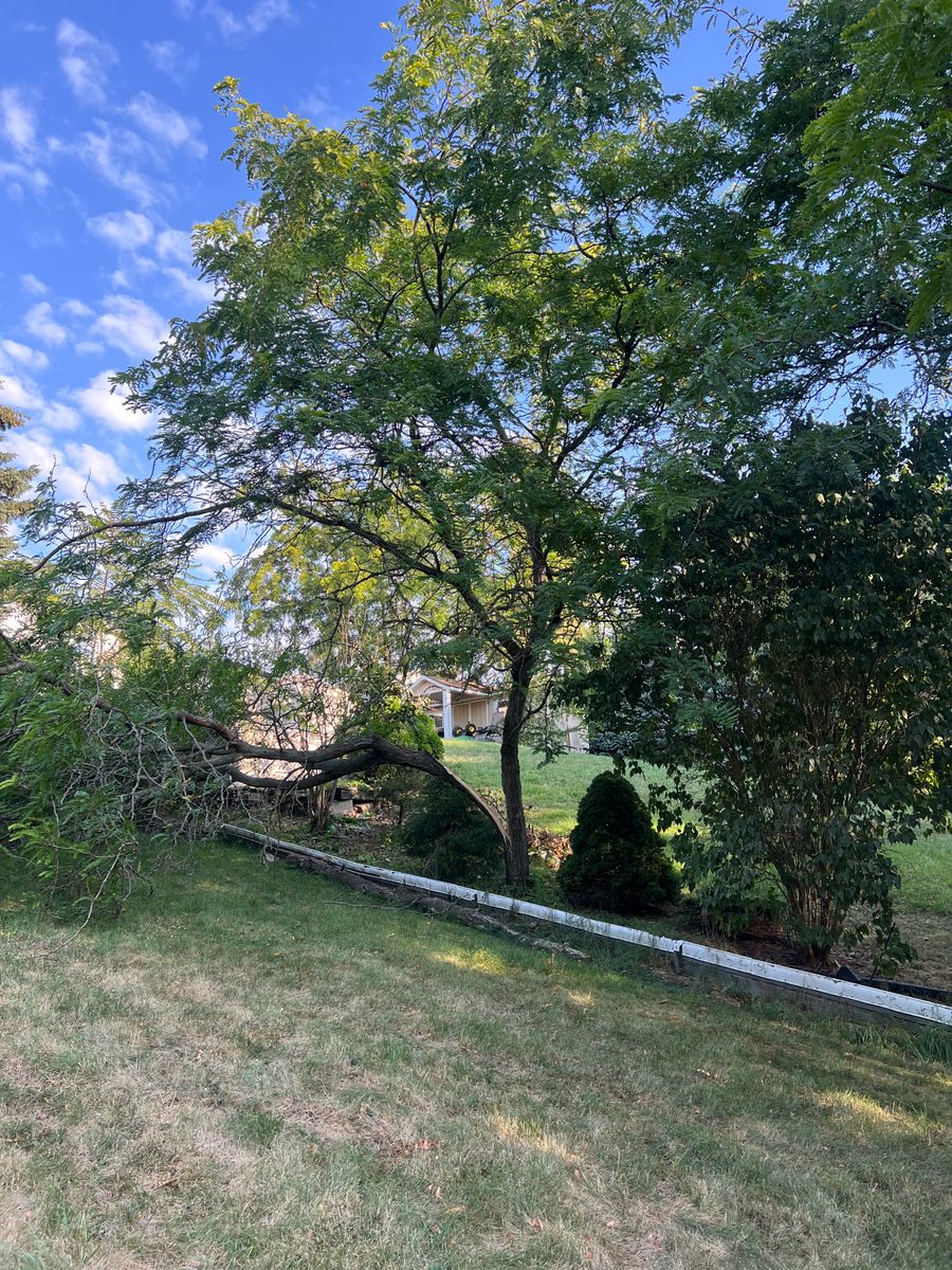 Tree and Shrub removal for CMN Exterior Maintenance in Hamilton, ON