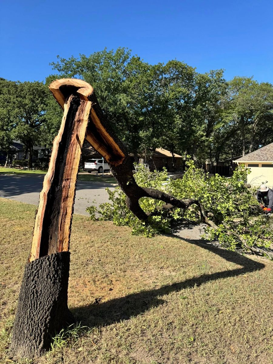 Tree Removal for Year Round Trees & Concrete Inc. in Fort Worth, TX