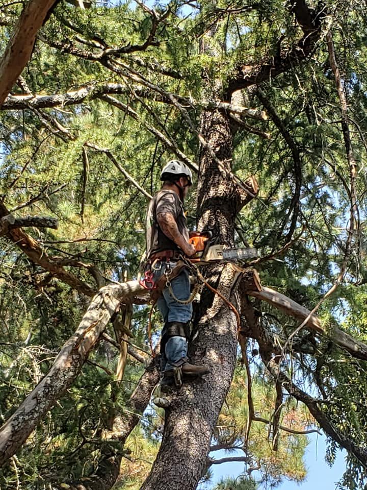 Tree Removal for Trees Unlimited of the CSRA in Augusta, GA