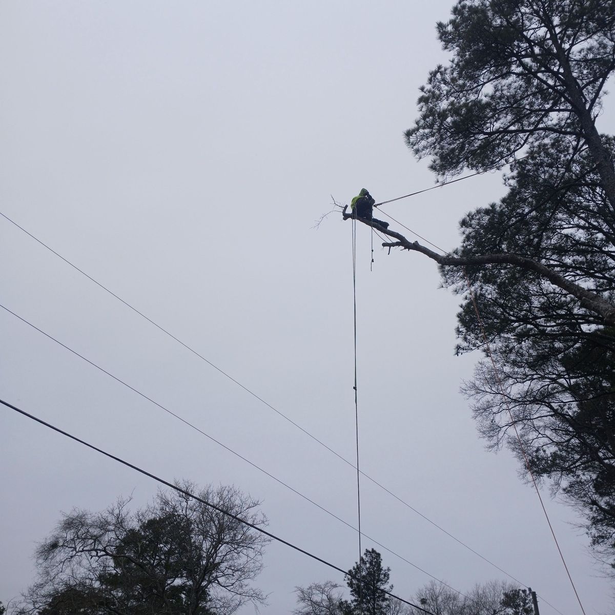 Tree Trimming for Kingdom Riderz Hauling And Tree Service in Tar Heel, NC
