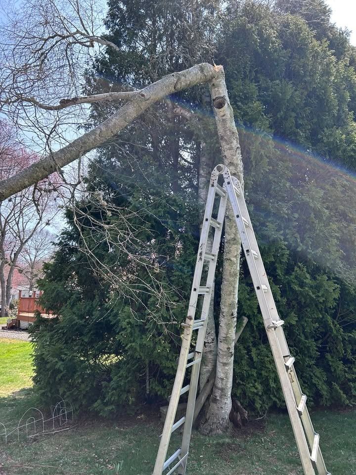 Tree Trimming and Removal for Murray Mowing and More in Ashaway, RI