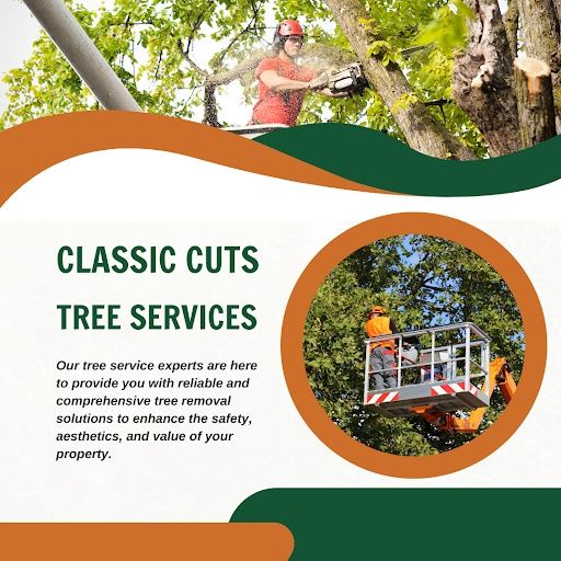 Tree Removal for Classic cut tree trimming and removal in Arlington, TX