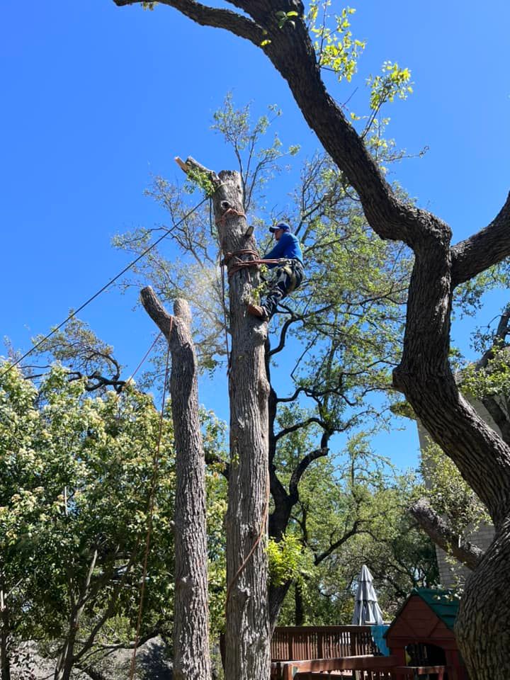 Tree Removal for 210 Tree Care in San Antonio, TX
