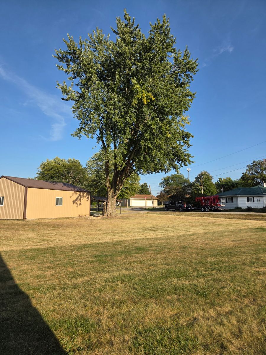 Tree Removal for Lawn Ranger Yard And Tree Service LLC in Ottumwa, IA
