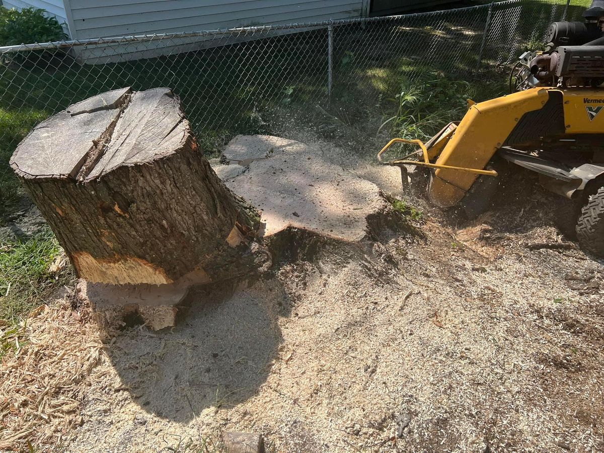 Stump Removal for Branch Out Tree Care LLC in Fredericksburg, VA