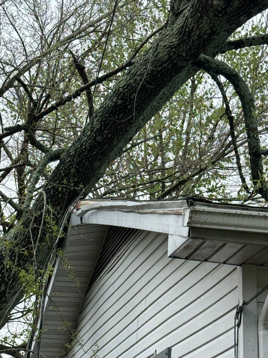 Emergency Tree Services for Curtis Tree Service LLC in Hopkins County, KY