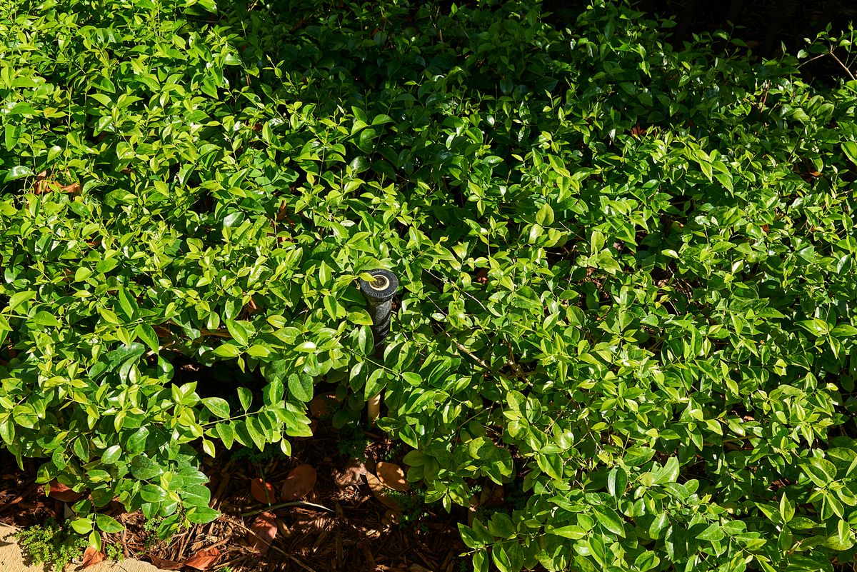 Irrigation for Arazoza Brothers Corporation in Miami, FL