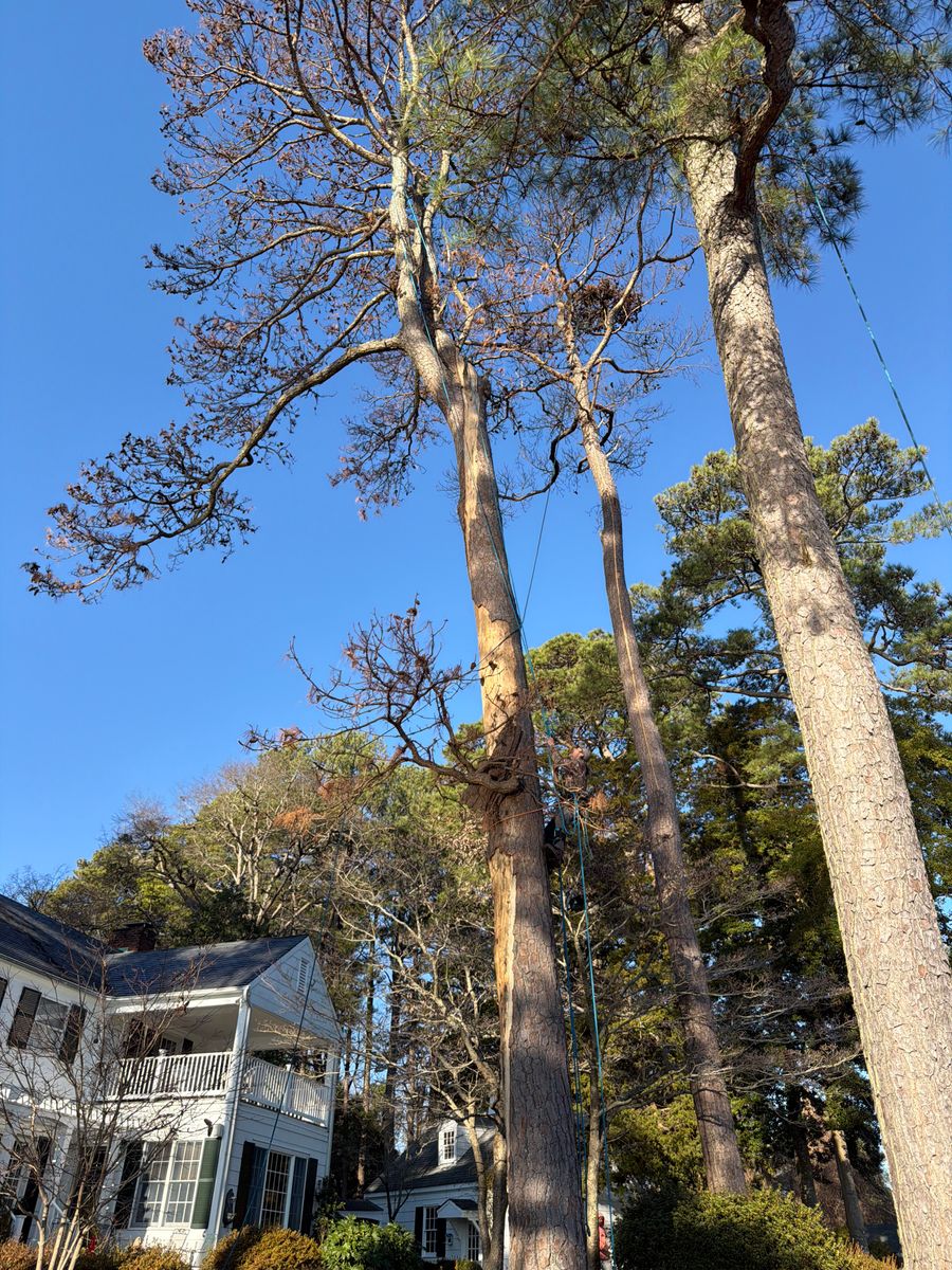 Tree Removal for Tidewater Tree Service in Chesapeake, VA