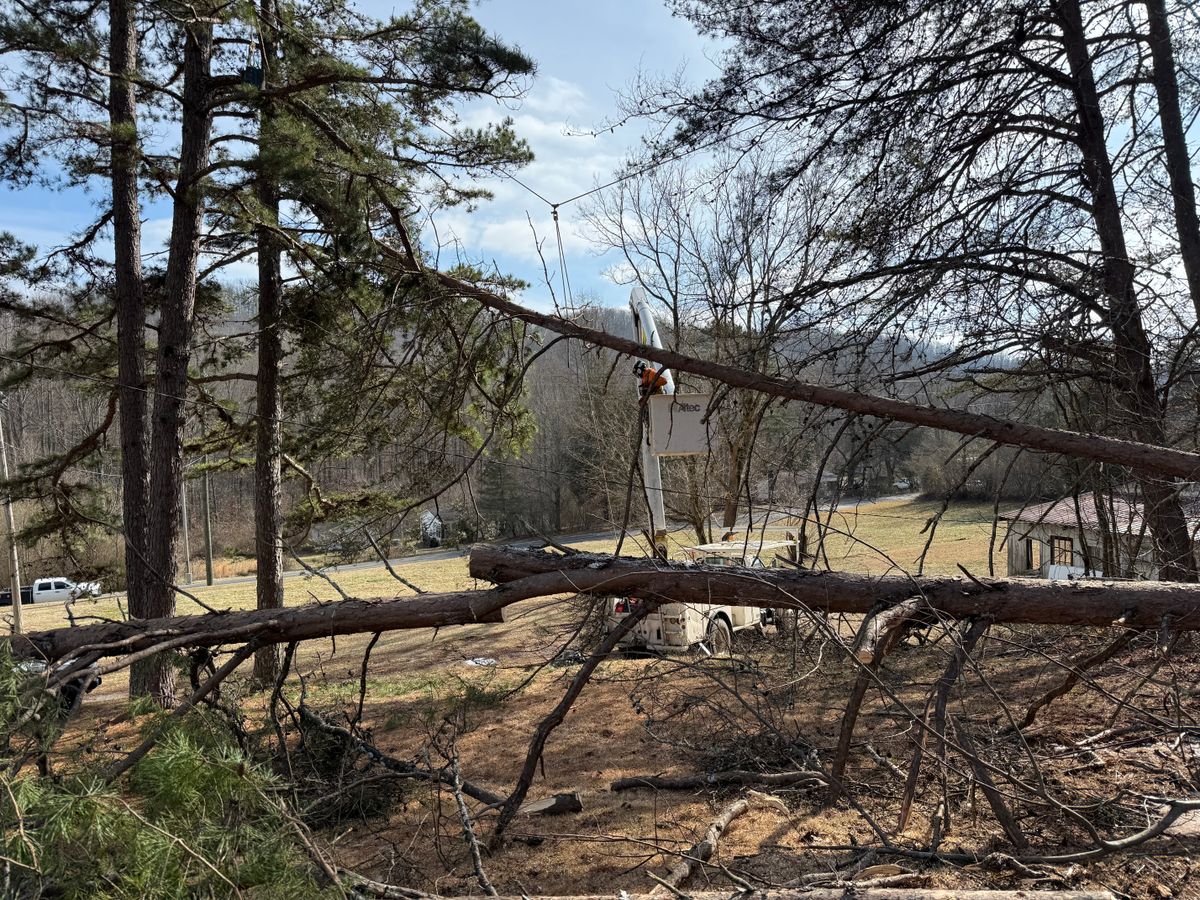 Tree Removal for Lucky’s Tree Removal and Landscape Services in Clinton, TN