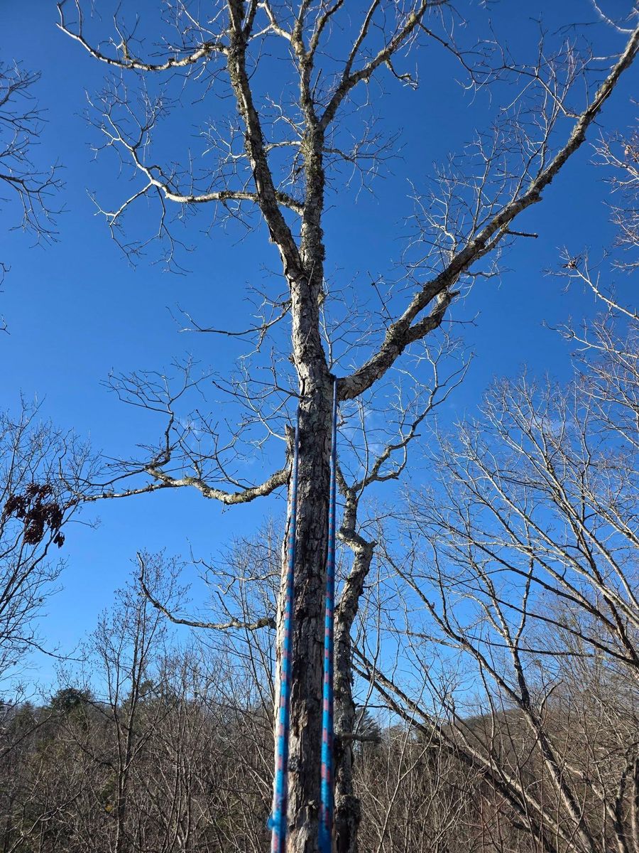 Land Clearing & Demolition for Bobcat Bob in Clermont, GA