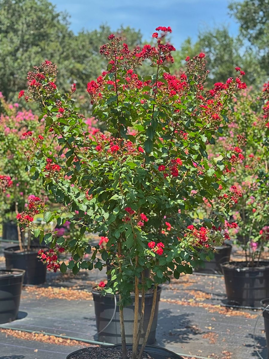 Shrubs for Southern Roots Tree Farm in Crystal River, FL