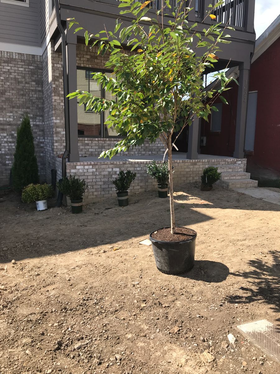 Shrub Trimming for Grass Management in Nashville, TN