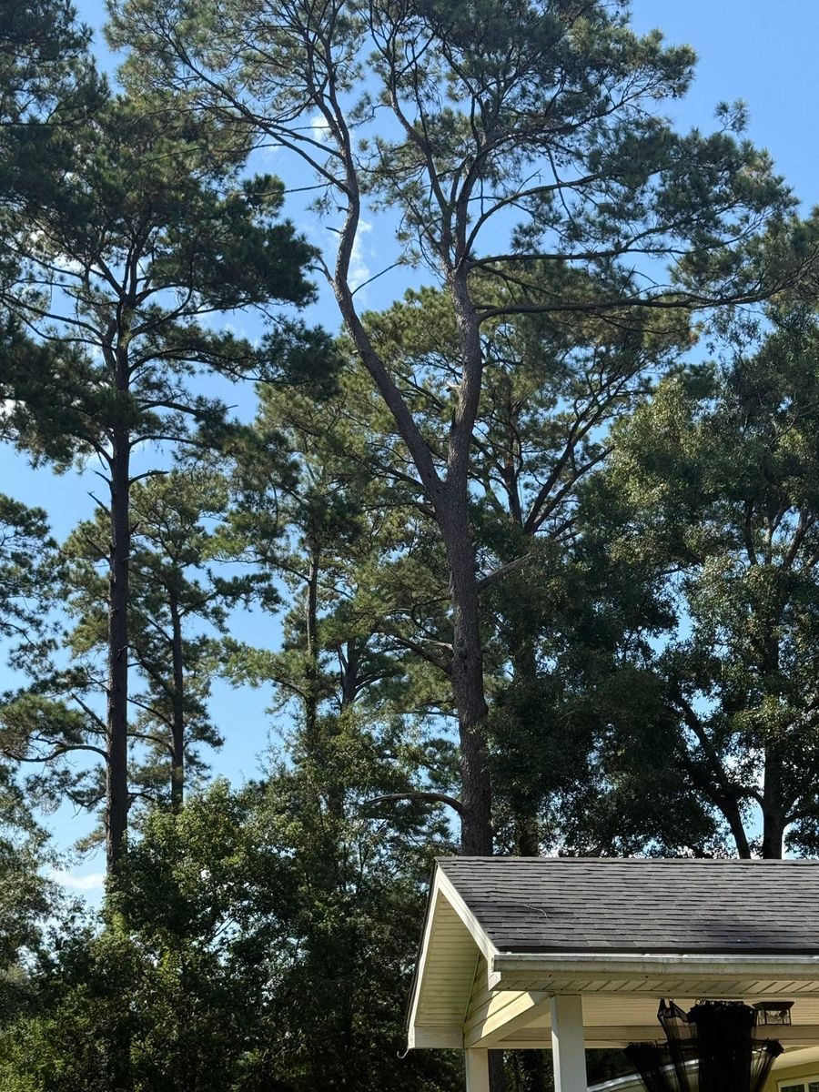 Tree Removal for Hawkins Tree Service & Land Management in Richmond Hill, GA