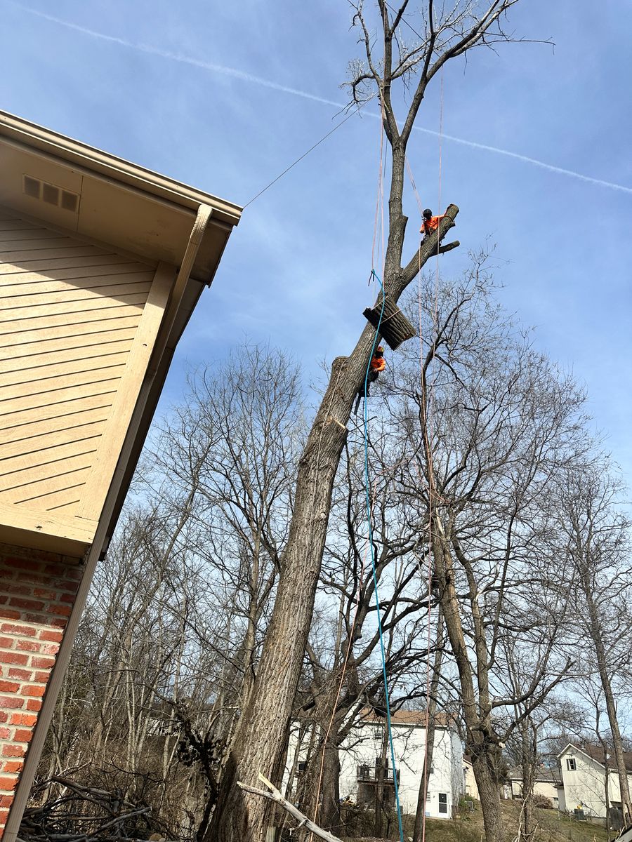 Tree Removal for Cross Family Tree Service in Kearney, MO
