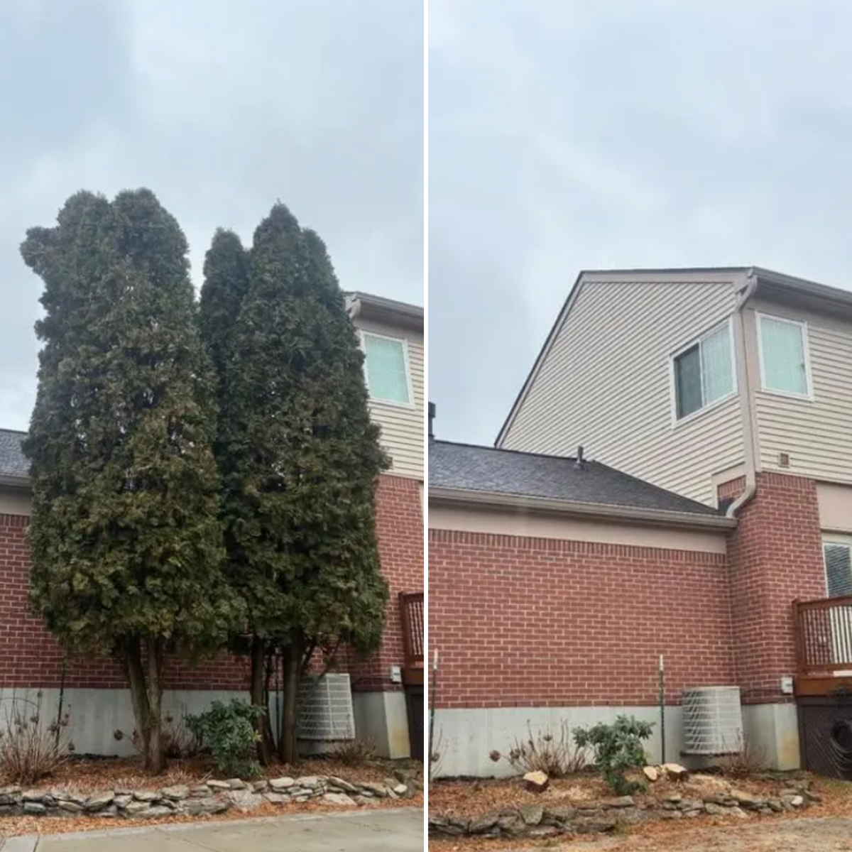 Tree Trimming for Dig-It Tree Company in Mason, OH