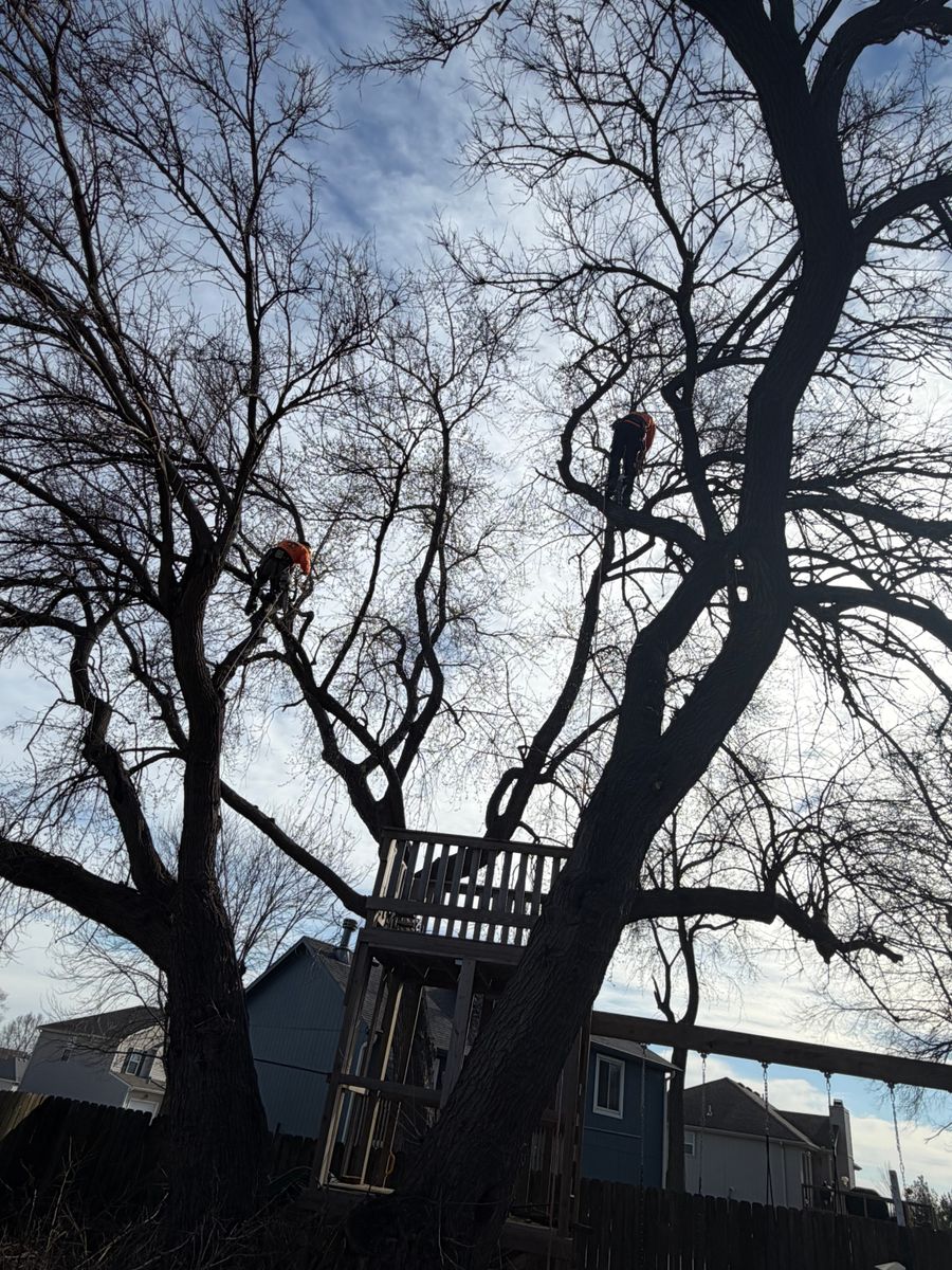 Tree Trimming for Cross Family Tree Service in Kearney, MO