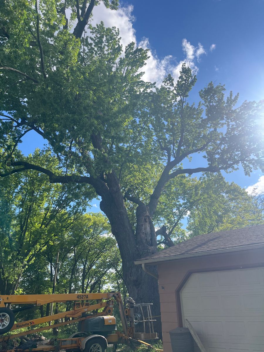 Tree Trimming for K and Z Tree Care in Isanti County, MN