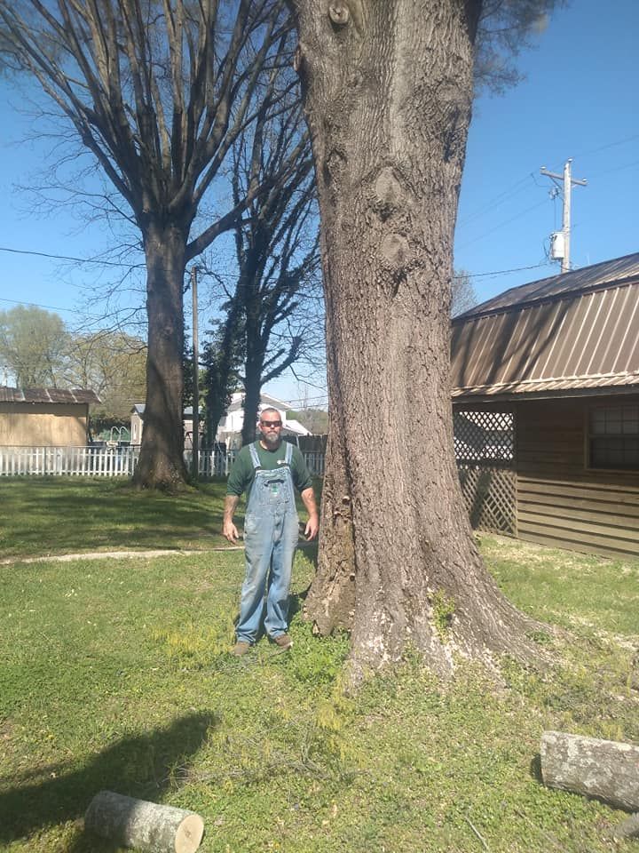 Tree Experts for Scott's Tree Service in Athens, TN