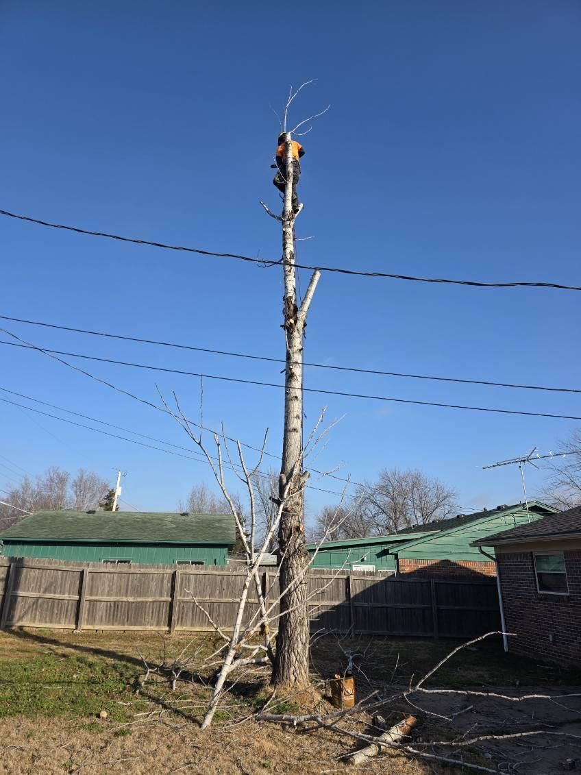 Tree Removal for Oklahoma Tree Guy in Bartlesville, OK