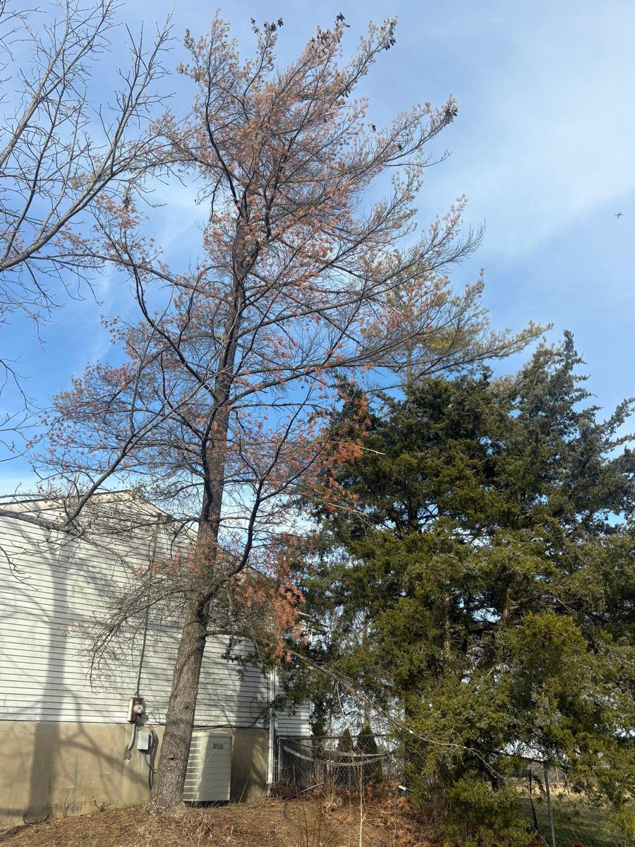 Fall Clean Up for Dig-It Tree Company in Mason, OH