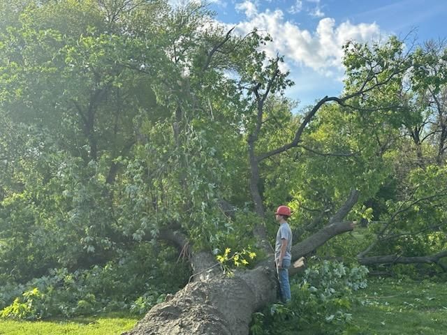 Tree Removal for Hendricks Tree Service in Belleville, IL