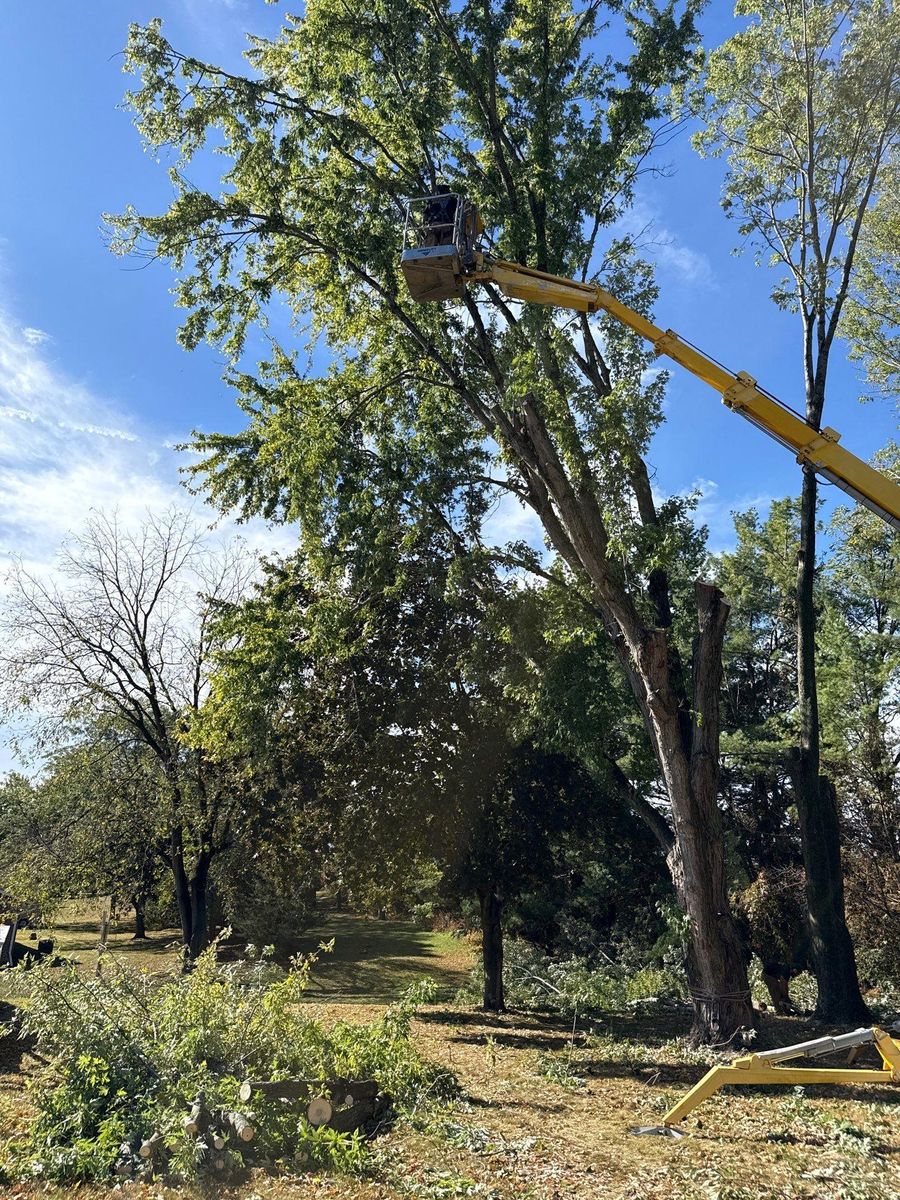Fall Clean Up for Fransen's Tree Service  in Freeport, IL