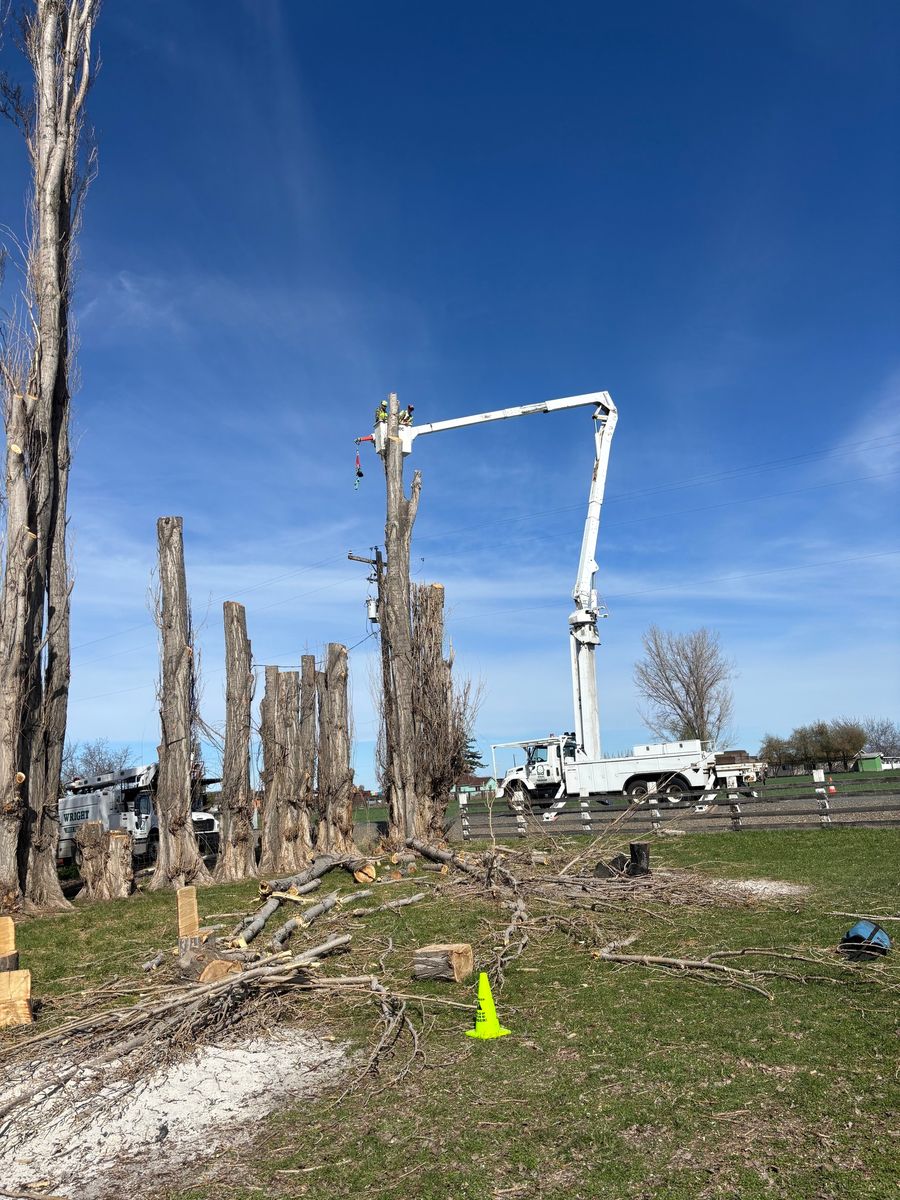 Tree Trimming for Ascension Tree Care LLC in Yakima County, WA