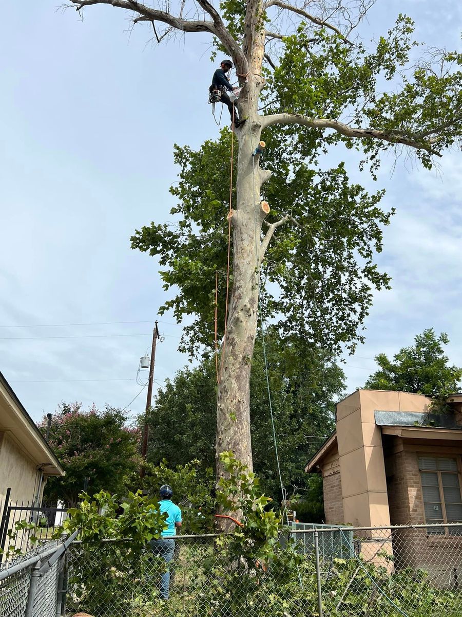 Tree Removal for Z’s Trees LLC in Grey Forest, TX