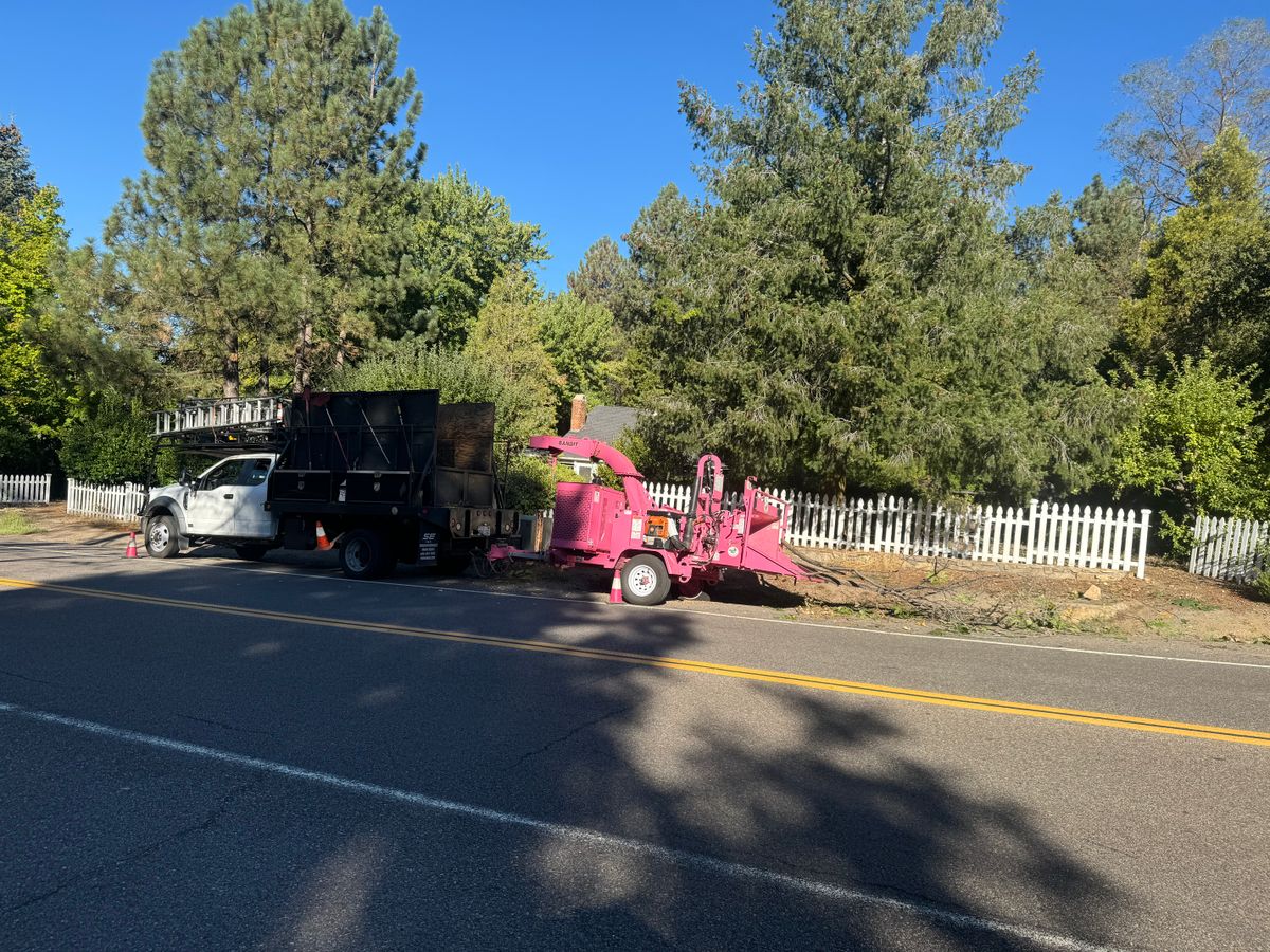 Tree Removal for The Tree Fairy in Temecula, CA
