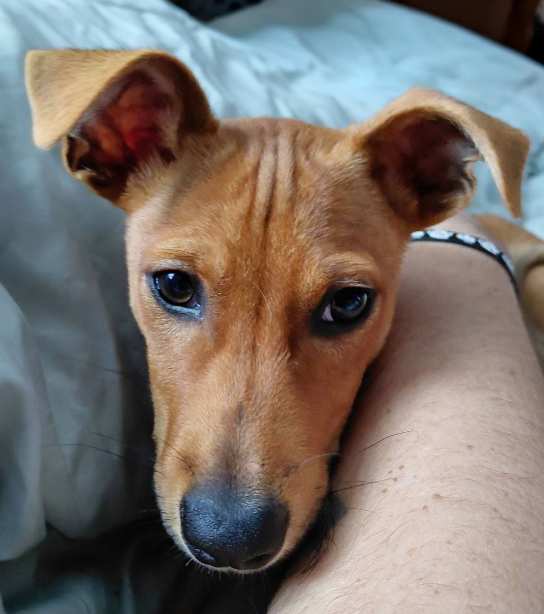 Animal Sanctuary for Sullivan Sanctuary of Maine in Brunswick, ME