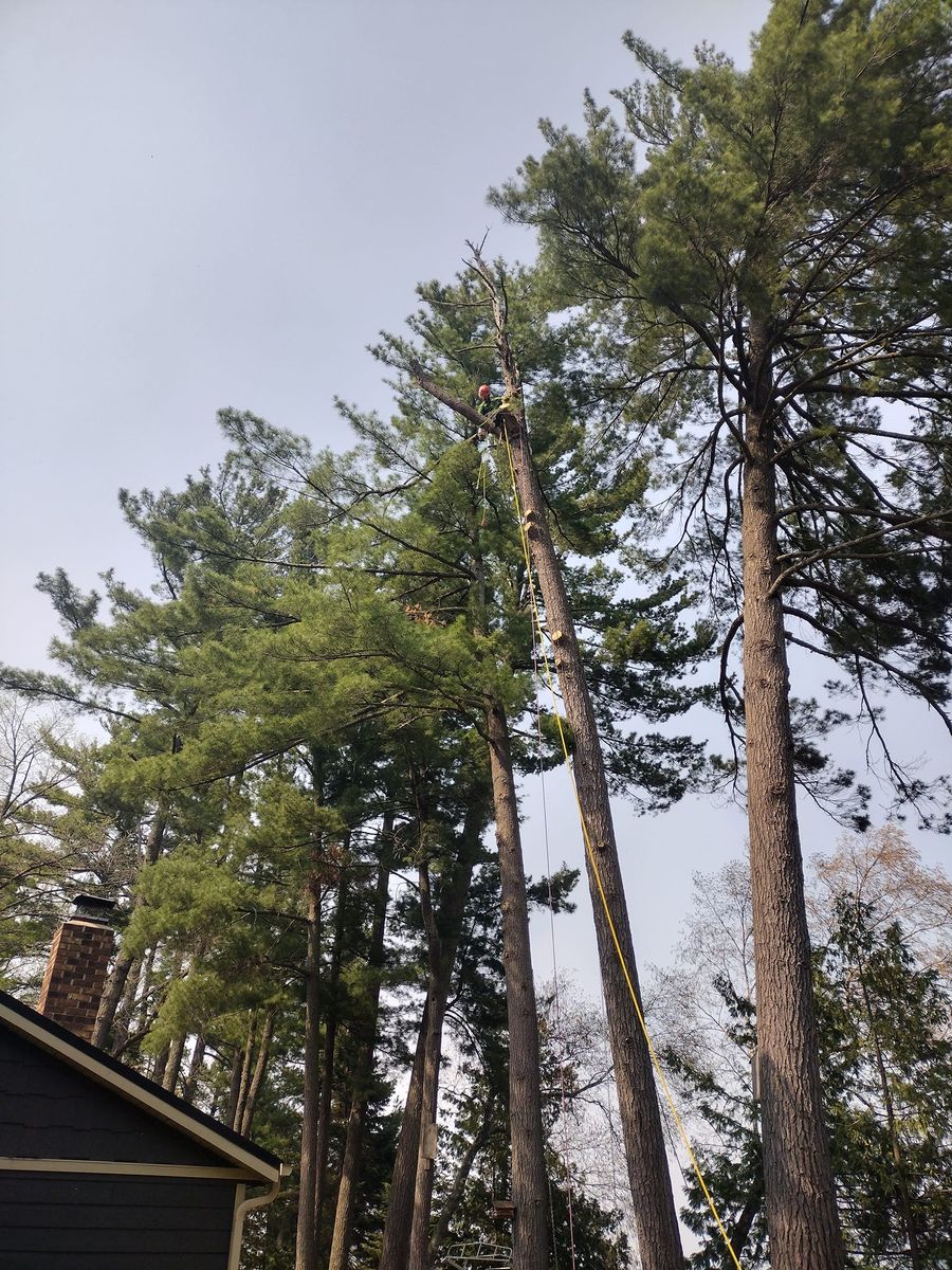 Storm Work / Debris clean up for Dan's tree service in Bemidji, MN