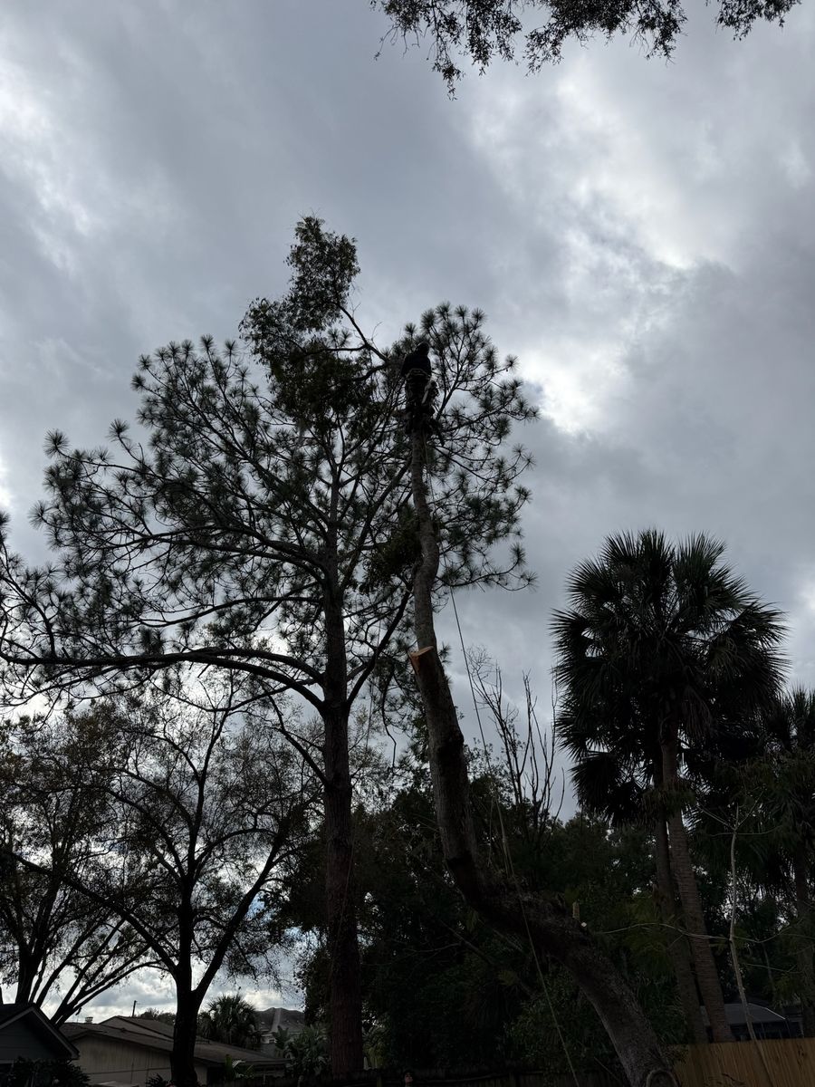 Tree Pruning for Amerigrown Tree And Lawn in Apopka, FL