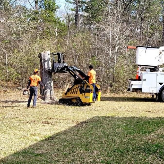 Tree Removal for Action Tree & Debris Removal in Jackson,  MS