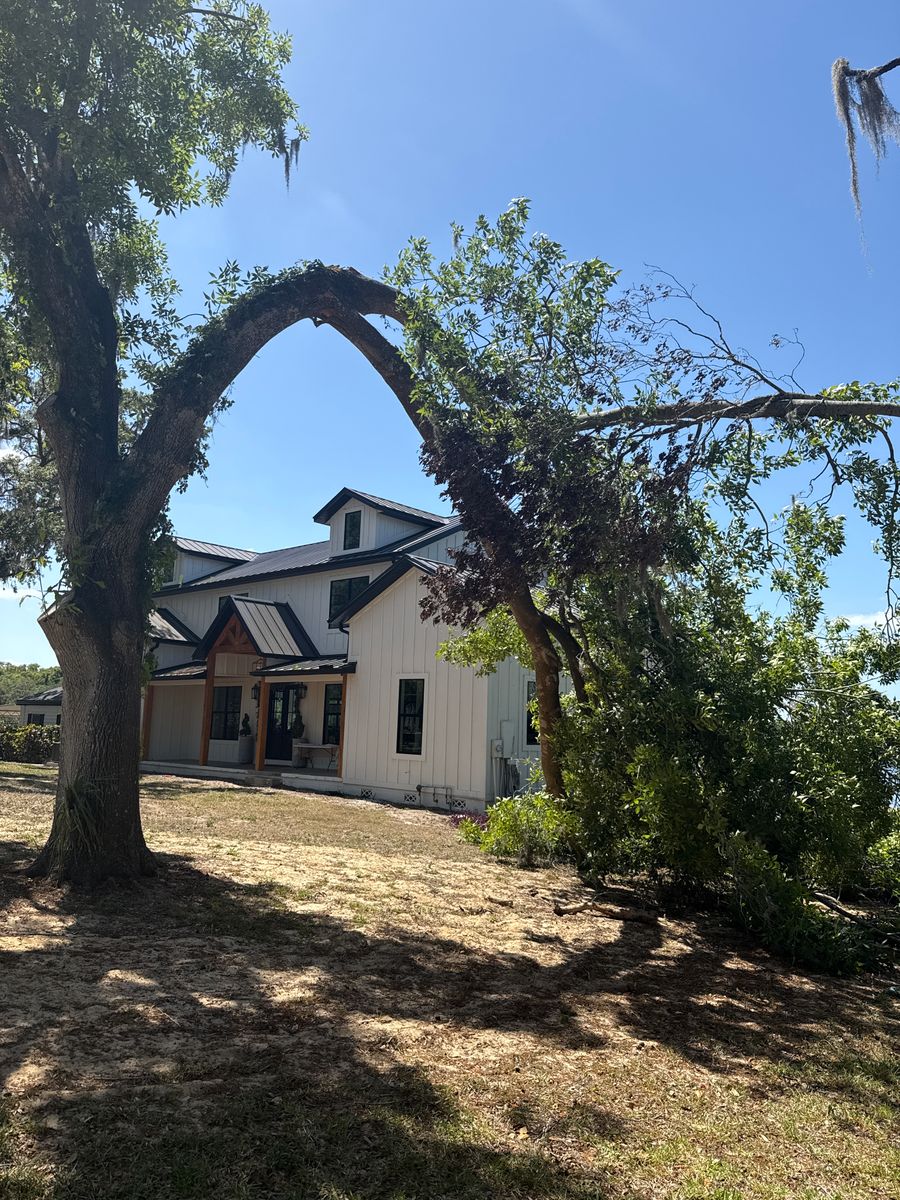 Tree Pruning for Amerigrown Tree And Lawn in Apopka, FL