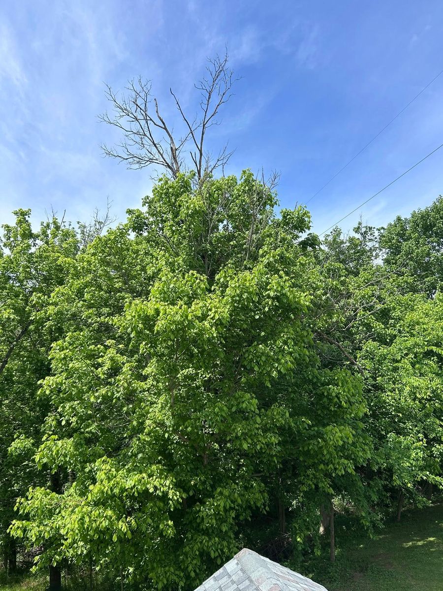 Tree Removal for Terra Steel Creations in Independence, KY