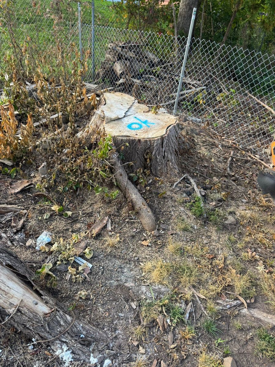 Stump Removal for Jills Stump Grinding and Firewood in Shelton, CT