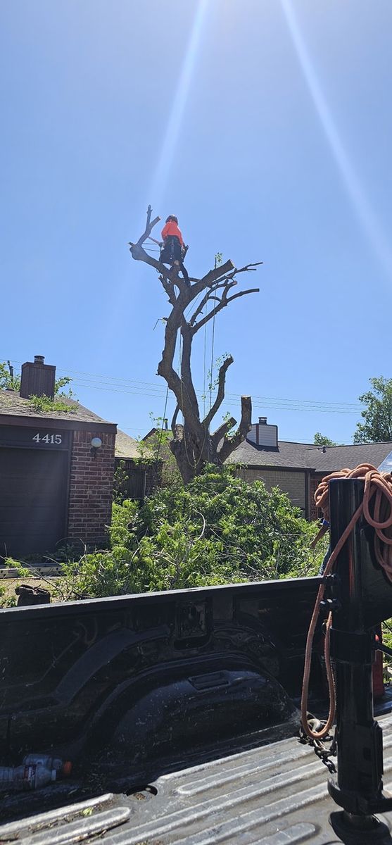 Tree Trimming for Servin's Tree Care  in Houston, TX