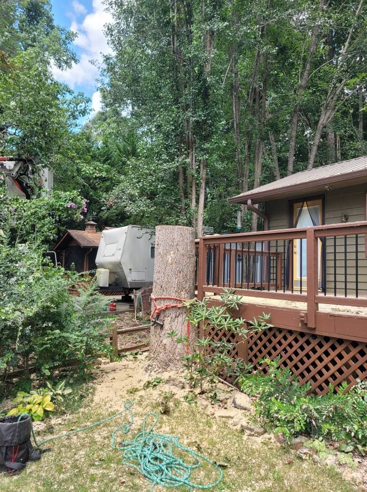 Tree Trimming & Removal for Bobcat Bob in Clermont, GA