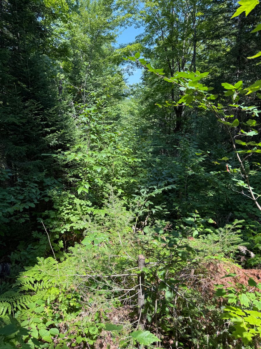Shrub Trimming & Tree work for CWB Lawn Care & Landscaping in Franklin County, ME