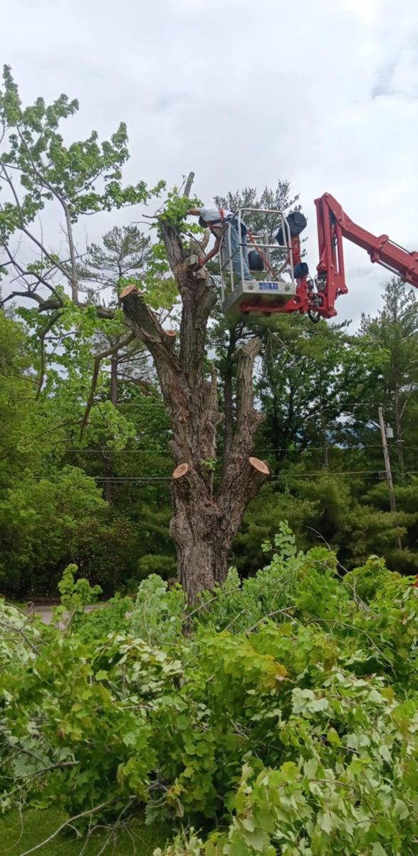 Tree Trimming for Lawn Ranger Yard And Tree Service LLC in Ottumwa, IA