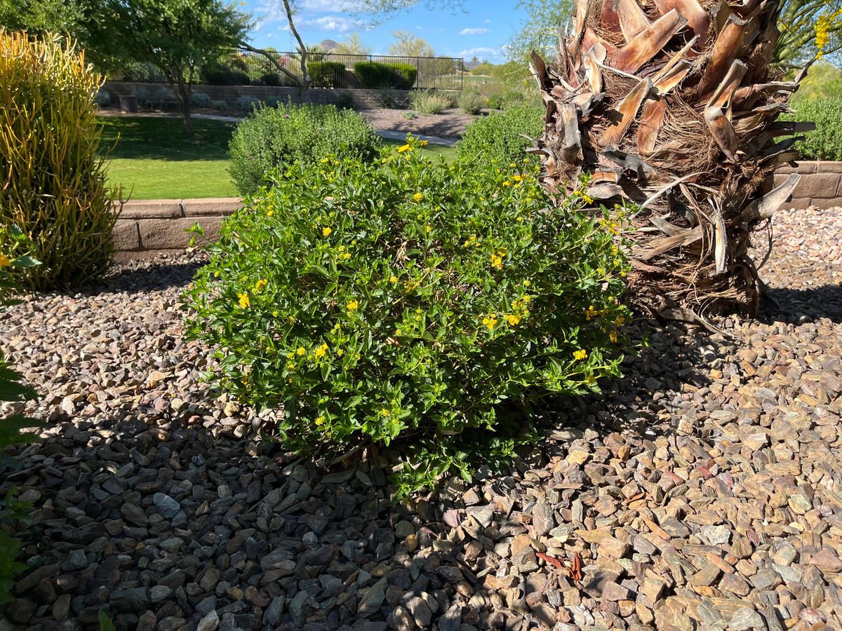 Residential Landscaping for Grand Canyon State Landscape Inc. in Surprise, AZ