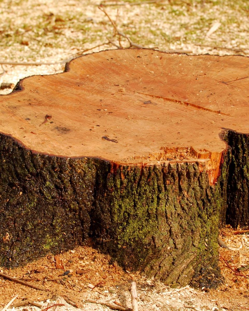 Stump Removal for Oakwood Tree Removal LLC in Oak Creek,  WI